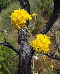 erriorphyllum confertiflorum